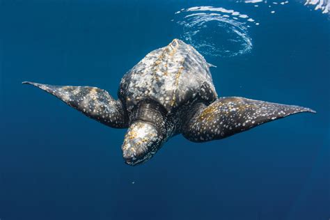 棱皮龜|【動物好朋友】棱皮龜(Leatherback sea turtle)